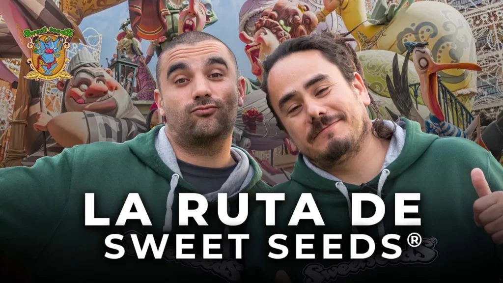 ruta sweet seeds