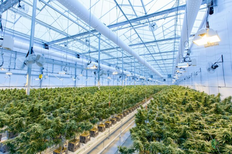 cultivo gran escala