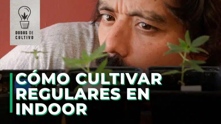 cultivo de semillas regulares en indoor