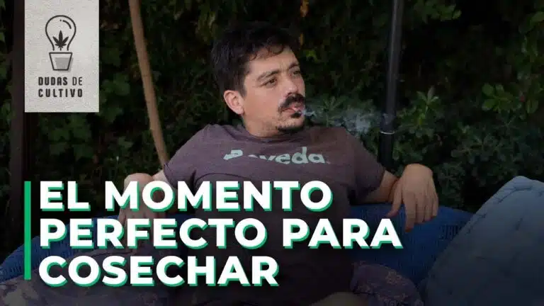 cosecha de cannabis en exterior