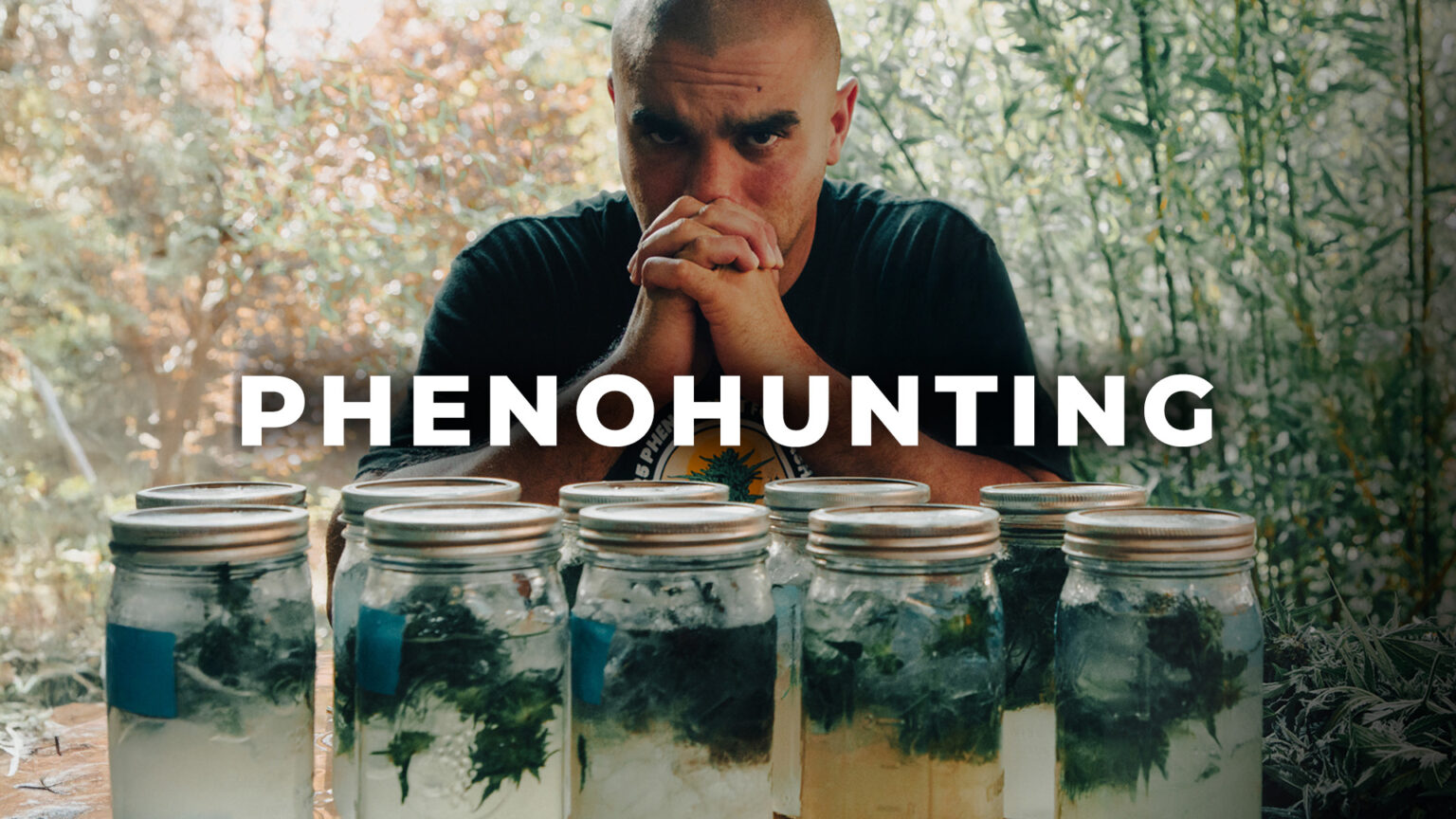 pheno hunting en California