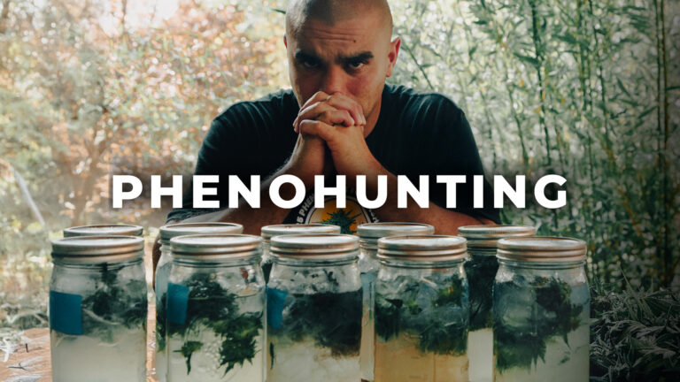 pheno hunting en California