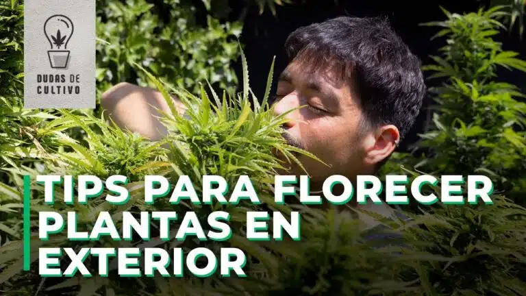 Floración para plantas de exterior