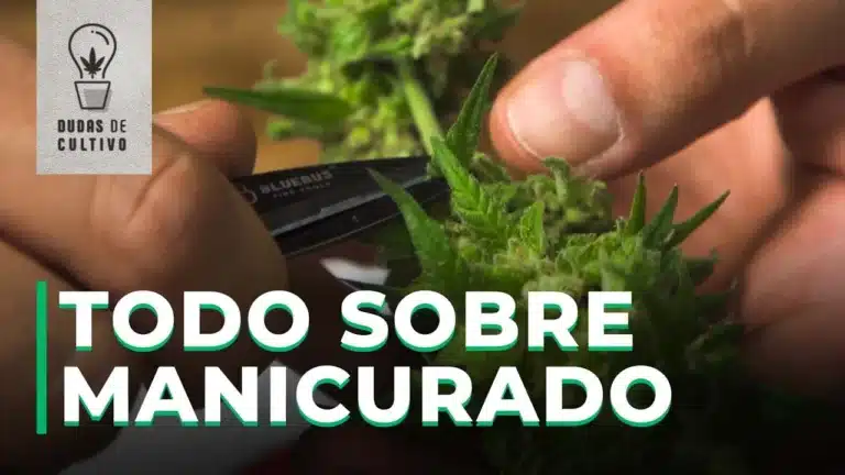 Manicura de Cannabis