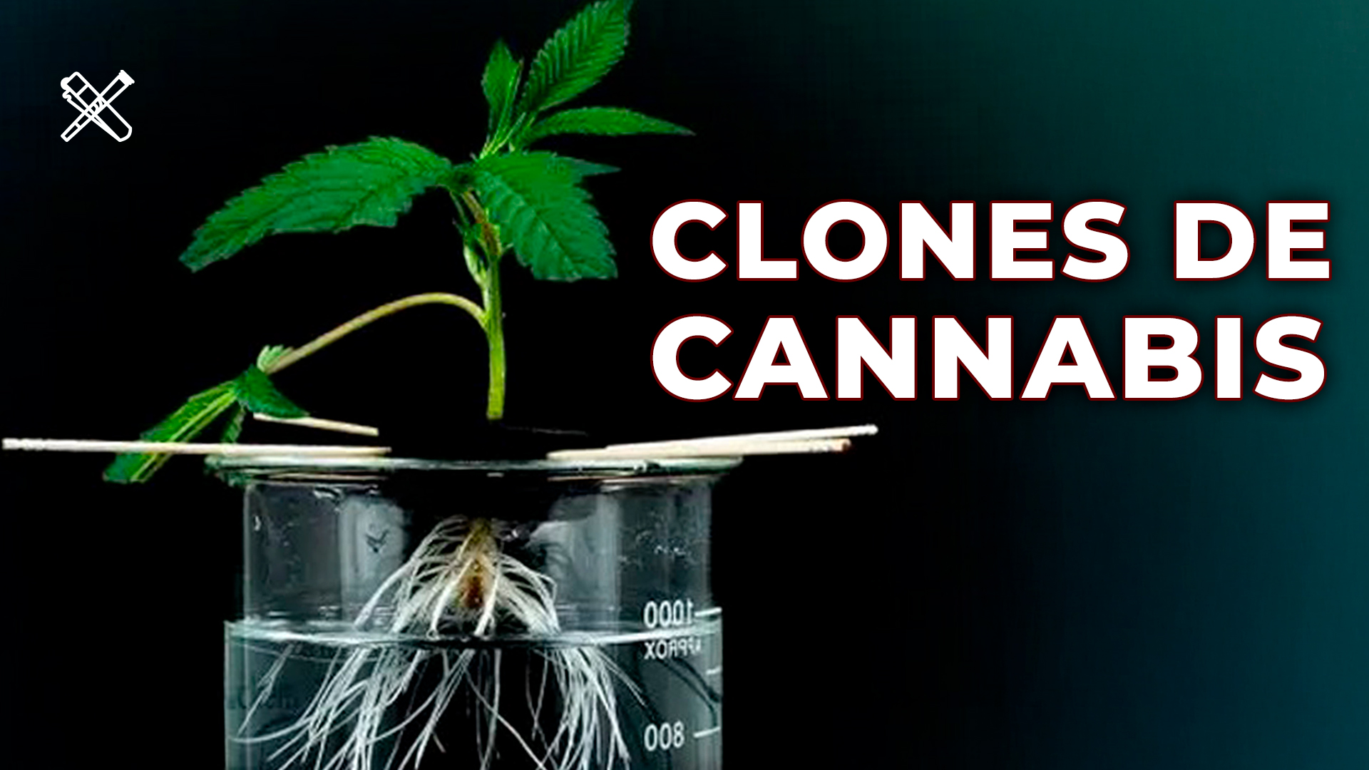 Clones de Cannabis