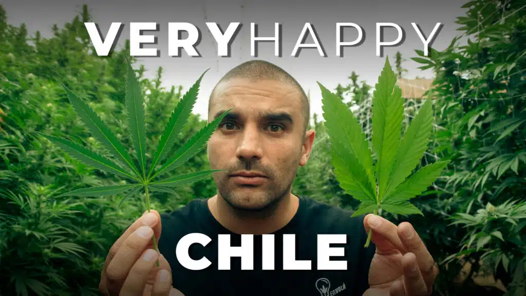 LA MARIHUANA EN CHILE