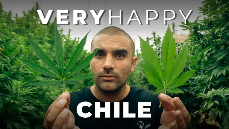 LA MARIHUANA EN CHILE