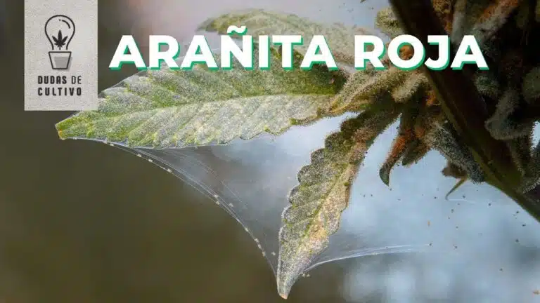 ARAÑITA ROJA EN INDOOR