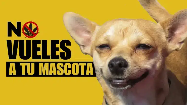 MASCOTAS, PERROS Y GATOS