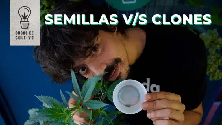 Clones o semillas cannabis