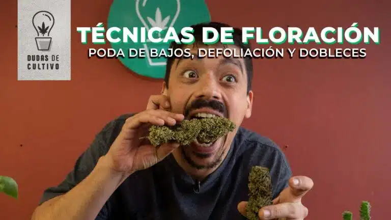 técnicas de floración en cannabis