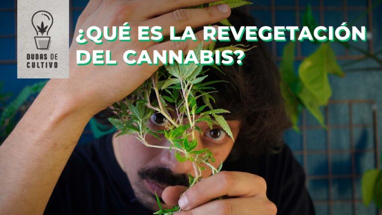 Revegetación del cannabis