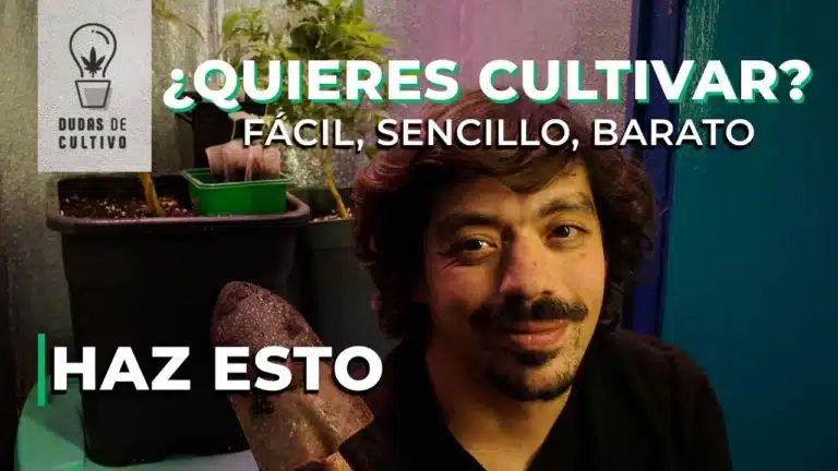 Cultivo en tierra cannabis en etapa vegetativa