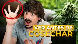 ¿Cuándo cosechar cannabis? 3 indicios para el punto óptimo