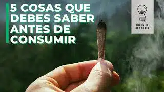 5 COSAS QUE DEBERÍAS SABER DEL CANNABIS SI CONSUMES