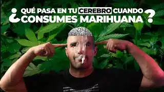 QUÉ PASA EN TU CEREBRO CUANDO FUMAS MARIHUANA