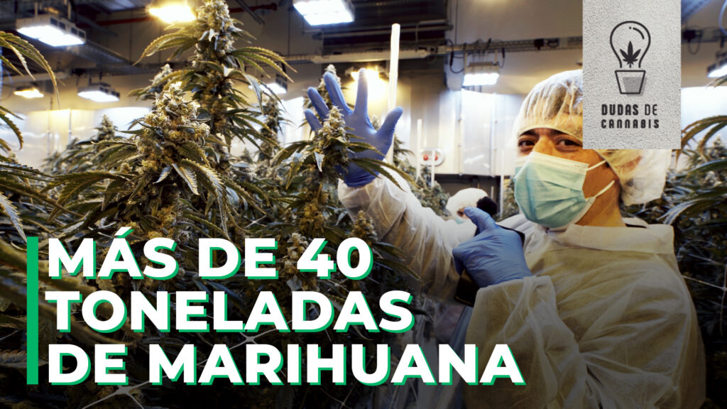Toneladas de cannabis