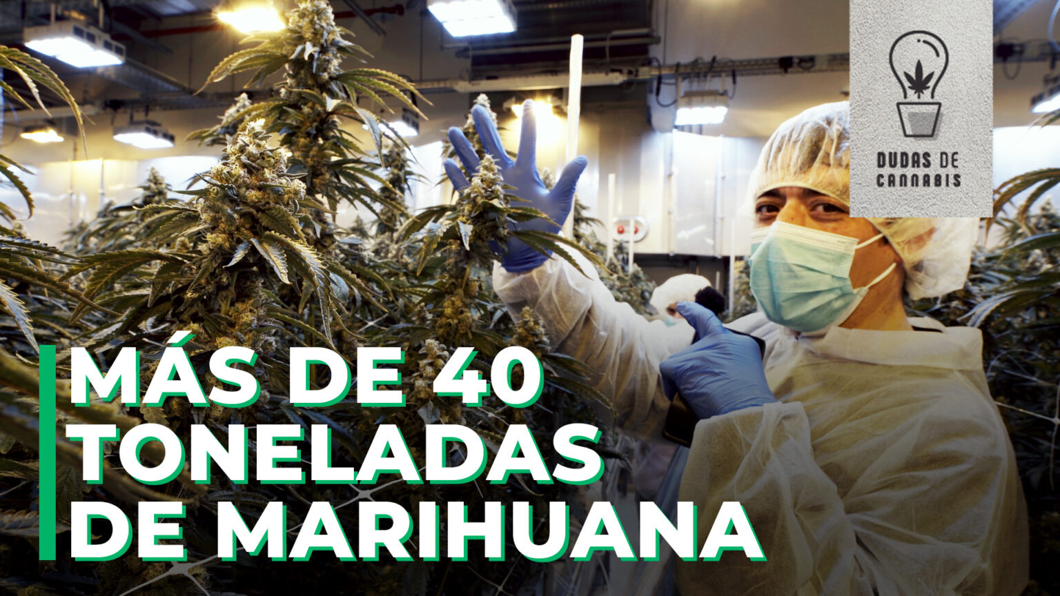 Toneladas de cannabis